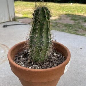 Baby Saguaro Cactus Plant Care