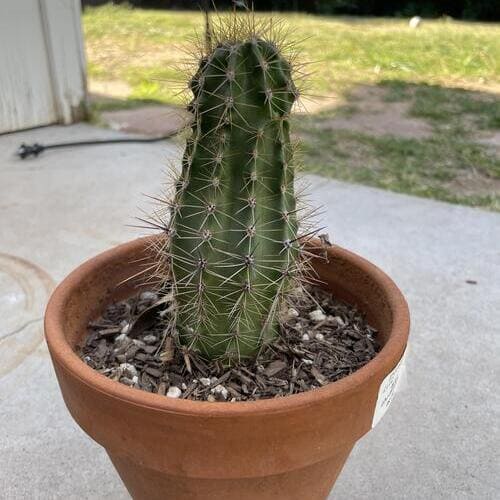 Baby Saguaro Cactus Plant Care