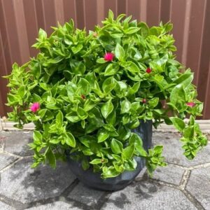 Baby Sunrose Plant Care