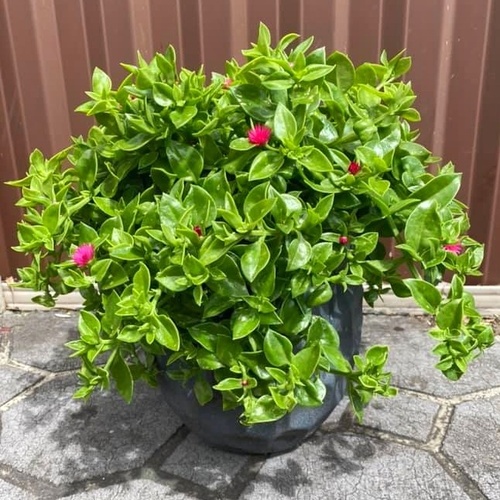 Baby Sunrose Plant Care