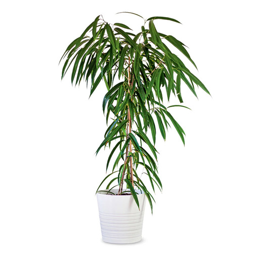 Banana Leaf Fig Plant Care