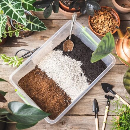 Beautiful houseplants with potting soil amendments, including perlite, coconut coir, and charcoal