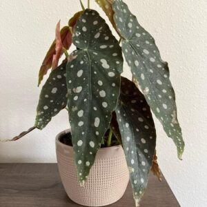 Begonia Maculata Plant Care