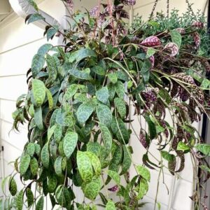 Black Pagoda Lipstick Plant Care