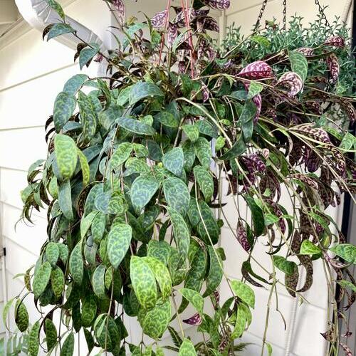 Black Pagoda Lipstick Plant Care