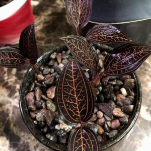 Black Velvet Jewel Orchid Plant Care