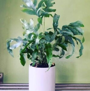 Blue Star Fern Plant Care