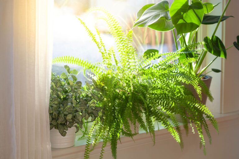 Bright windowsill filled with pots of monstera, Boston Fern, and Fittonia