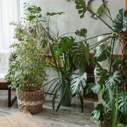 Brightly lit room with Ficus benjamina and large Monstera deliciosa plants