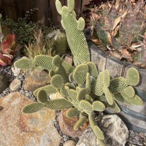 Bunny Ear Cactus Plant Care