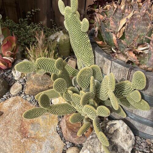 Bunny Ear Cactus Plant Care