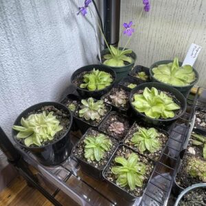 Butterwort Plant Care