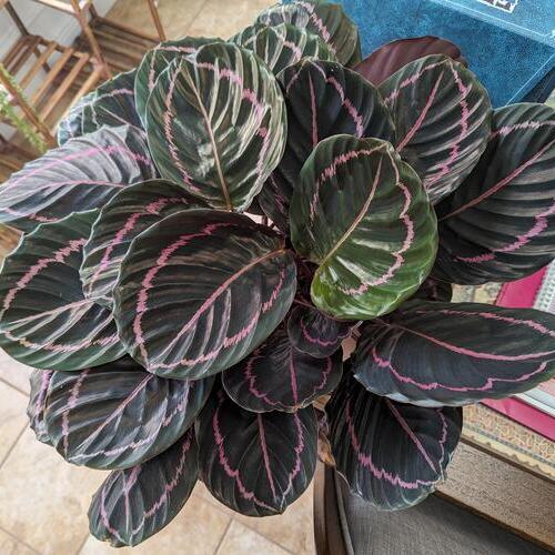 Calathea Dottie Plant Care