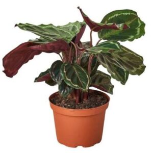 Calathea Medallion Plant Care