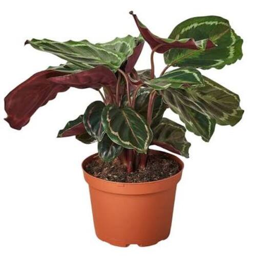 Calathea Medallion Plant Care