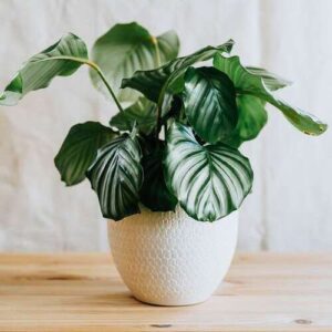 Calathea Orbifolia