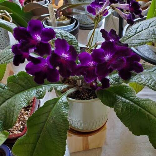 Cape Primrose Plant Care