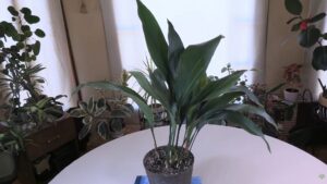 Cast-Iron Plant Care Video