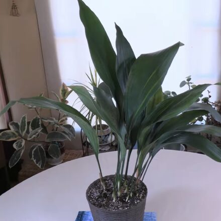 Cast-Iron Plant Care Video