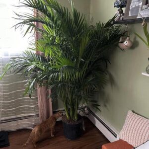 Cat Palm Plant Care