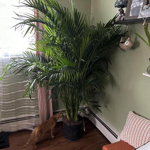 Cat Palm Plant Care