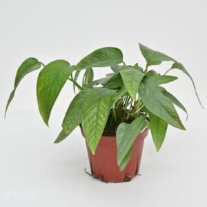 Cebu Blue Pothos