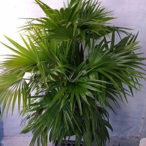 Chinese Fan Palm Plant Care