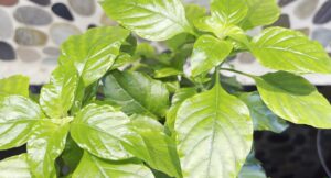 Chlorosis in Houseplants-Causes and Solutions