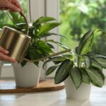 Your Plants Are Reacting to the Building, Not Just the Watering Can