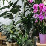 Downpotting Houseplants: When Your Plant Needs a Smaller Pot