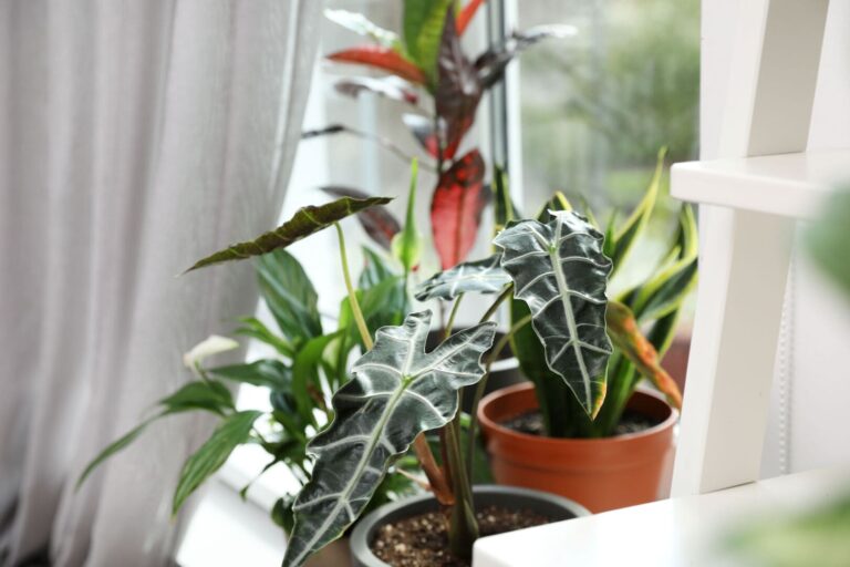 Collection of tropical plants next to a window with a white curtain