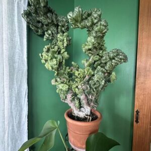 Crested Coral Cactus Plant Care