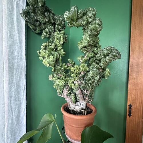 Crested Coral Cactus Plant Care