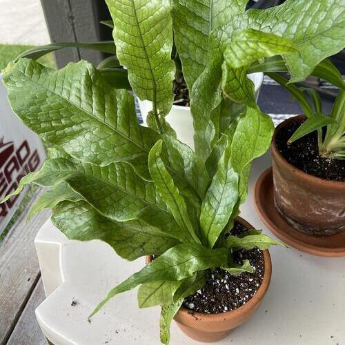 Crocodile Fern Plant Care