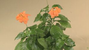 Crossandra Plant Care