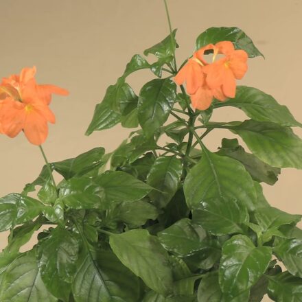 Crossandra Plant Care