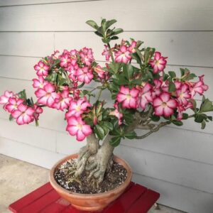 Desert Rose Plant Care