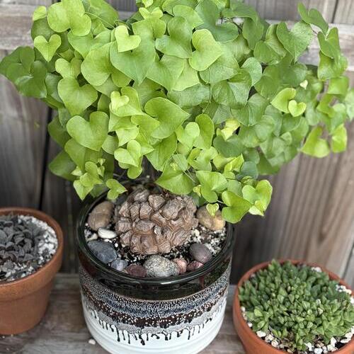 Dioscorea elephantipes Plant Care