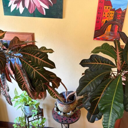 Double branching croton in small pot against yellow wall with colorful painting