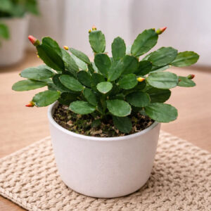 Easter Cactus Plant Care