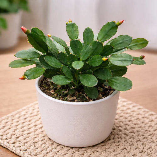 Easter Cactus Plant Care