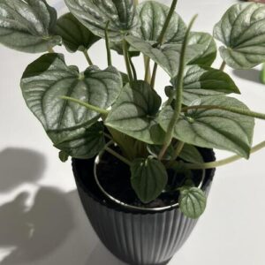 Emerald Ripple Peperomia