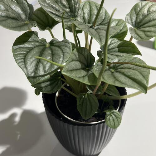Emerald Ripple Peperomia