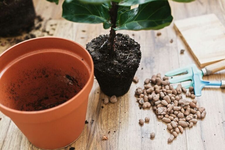 Empty container next to plant removed from pot and pile of LECA