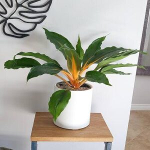 Fire Flash Plant Care