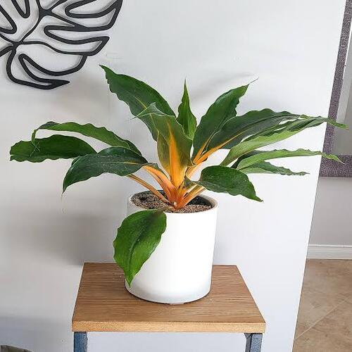 Fire Flash Plant Care