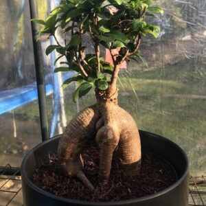 Ginseng Ficus Plant Care