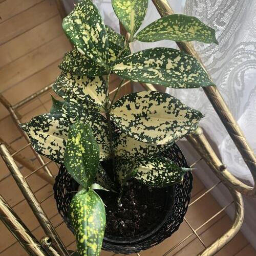 Gold Dust Dracaena Plant Care