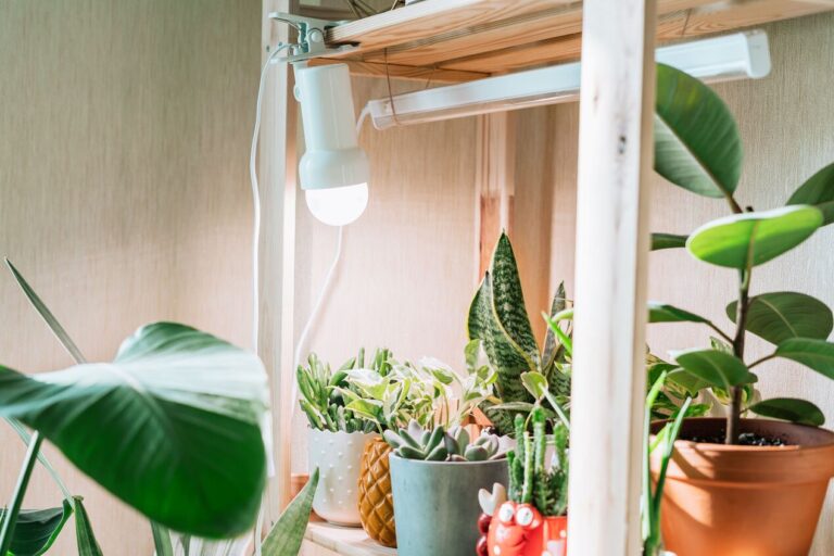 Grow lights shining on various plants, including succulents and rubber tree