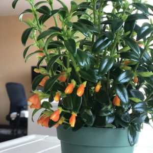 Guppy Plant Care